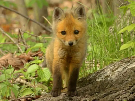 League Against Cruel Sports Fox Cub Appeal
